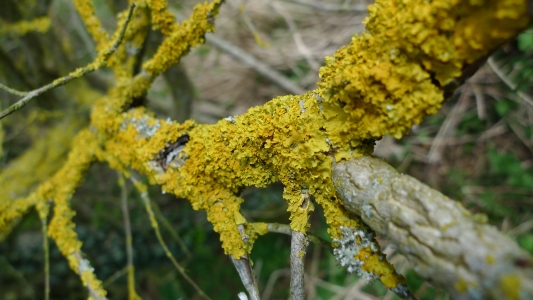 golden lichen